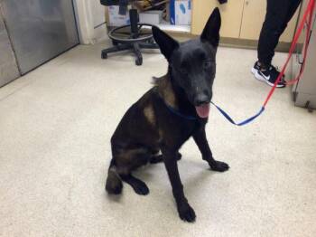 Rescue Belgian Shepherd Malinois Dogs for Adoption in Riverside, California - SMOKEY | PetCurious
