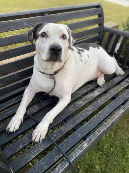 Max -  Dalmatian and Pit Bull Terrier Dog for Adoption in Santa Clarita, California - Max | PetCurious
