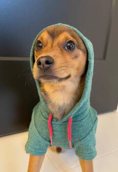 Chihuahua and Pug Dogs Available for Adoption - S-Tator Tot | PetCurious