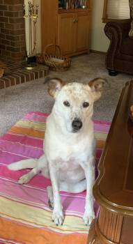 Rescue Australian Cattle Dog Blue Heeler Dogs for Adoption in Olympia, Washington - Nala | PetCurious