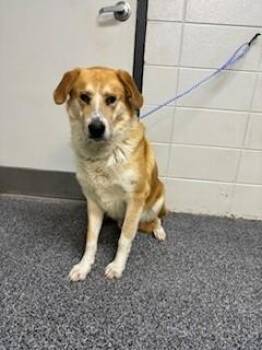 Golden Retriever and Hound Dogs Available for Adoption in Lake Wylie, South Carolina - Bowzer | PetCurious