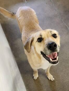 German Shepherd Dog and Mixed Breed Dogs Available for Adoption in Belton, Texas - Smiley | PetCurious