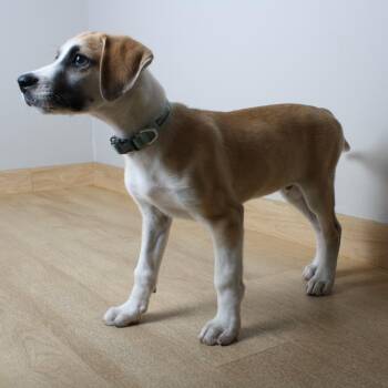 Bandit D71631 -  Labrador Retriever and Mixed Breed Dog for Adoption in Minnetonka, Minnesota - Bandit D71631 | PetCurious