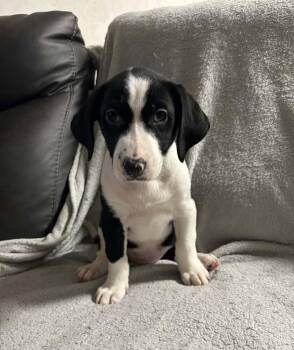 Bessie -  Pit Bull Terrier and Labradoodle Dog for Adoption in West Peoria, Illinois - Bessie | PetCurious