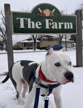 American Staffordshire Terrier and Pit Bull Terrier Dogs Available for Adoption - Bosco | PetCurious