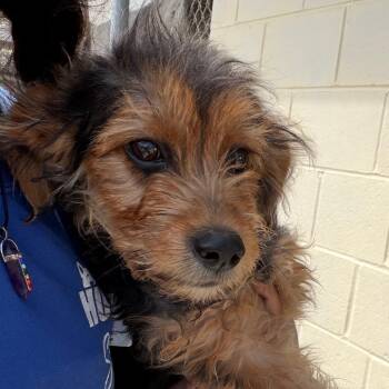 Milo -  Terrier and Mixed Breed Dog for Adoption in Goleta, California - Milo | PetCurious