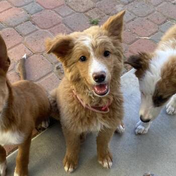 Terrier and Cattle Dog Dogs Available for Adoption - Floofy | PetCurious