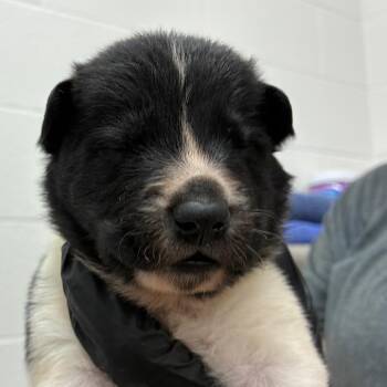 Derringer -  Shepherd and Mixed Breed Dog for Adoption in Corpus Christi, Texas - Derringer | PetCurious