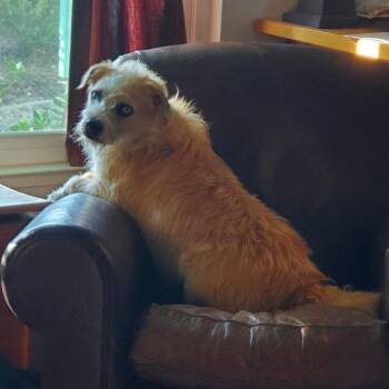 Rescue Poodle and Border Terrier Dogs for Adoption in Kingsburg, California - Garfield | PetCurious