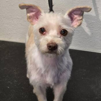 FREDA -  Terrier Dog for Adoption in Carrollton, Texas - FREDA | PetCurious