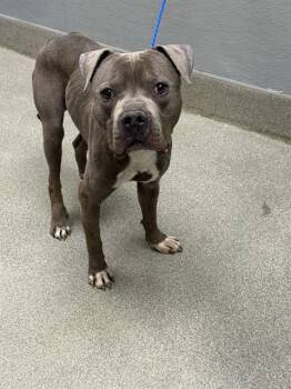 MINECRAFT -  Pit Bull Terrier Dog for Adoption in Las Vegas, Nevada - MINECRAFT | PetCurious