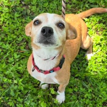 Kloie -  Miniature Dachshund and Mixed Breed Dog for Adoption in Williston, Florida - Kloie | PetCurious