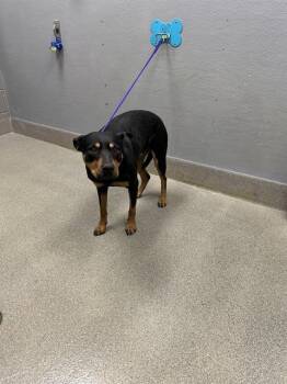 POPPYSEED -  Rottweiler and Mixed Breed Dog for Adoption in Las Vegas, Nevada - POPPYSEED | PetCurious