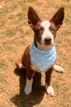 Australian Shepherd and Labrador Retriever Dogs Available for Adoption in Alabaster, Alabama - Latte | PetCurious