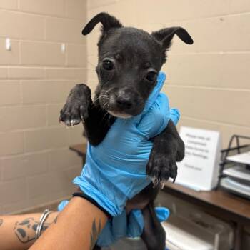 Hermione -  Chihuahua and Mixed Breed Dog for Adoption in Birmingham, Alabama - Hermione | PetCurious