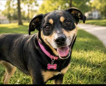 Sasha -  Rottweiler and Labrador Retriever Dog for Adoption in Cumming, Georgia - Sasha | PetCurious