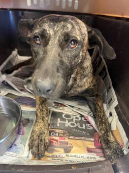 Twiggy -  Catahoula Leopard Dog Dog for Adoption in Greenwood, Mississippi - Twiggy | PetCurious