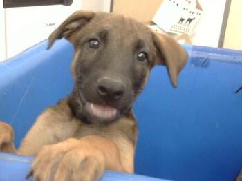 CHEETO -  Mixed Breed Dog for Adoption in Dallas, Texas - CHEETO | PetCurious
