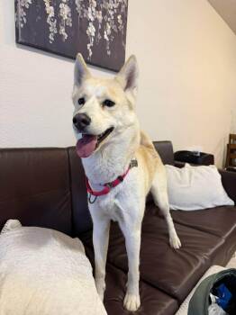 Husky Dogs Available for Adoption - Lottie | PetCurious