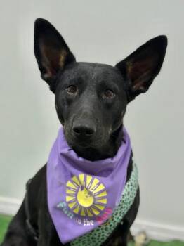 Shakira-One of our Amazing Rescue Dogs -  Belgian Shepherd Malinois and Shepherd Dog for Adoption in Carlsbad, California - Shakira-One Of Our Amazing Rescue Dogs | PetCurious