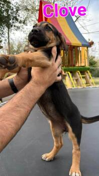 Bloodhound and Mixed Breed Dogs Available for Adoption - Clove | PetCurious