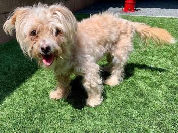 SAVE ME PLEASE Linda - IDA551130 -  Maltese and Poodle Dog for Adoption in San Marcos, California - SAVE ME PLEASE Linda - IDA551130 | PetCurious
