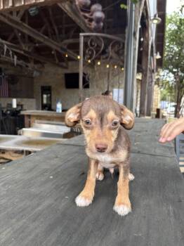 Peanut -  Chihuahua and Yorkshire Terrier Dog for Adoption in New Braunfels, Texas - Peanut | PetCurious