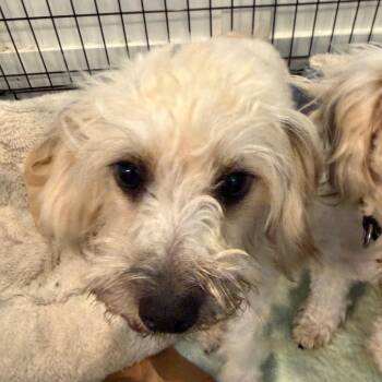 Cookie -  Miniature Schnauzer and Miniature Poodle Dog for Adoption in Ennis, Texas - Cookie | PetCurious