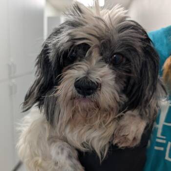 Havanese Dogs Available for Adoption - Willow | PetCurious