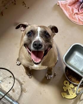 Rescue American Bulldog Dogs for Adoption in Sierra Vista, Arizona - Holly | PetCurious