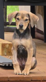 Beagle and Shepherd Dogs Available for Adoption in Churchville, New York - Gummy | PetCurious