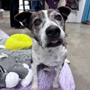 Dolly (Betty White) -  Mixed Breed Dog for Adoption in Bismarck, North Dakota - Dolly (Betty White) | PetCurious
