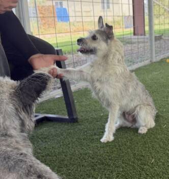 Doja -  Schnauzer Dog for Adoption in Canutillo, Texas - Doja | PetCurious