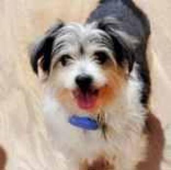 Terrier Dogs Available for Adoption in Itasca, Illinois - Huxley | PetCurious