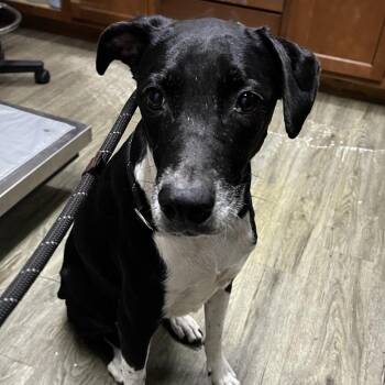 Bird -  Hound and Mixed Breed Dog for Adoption in Summerville, South Carolina - Bird | PetCurious