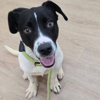 Border Collie Dogs Available for Adoption in Lyndhurst, Virginia - SVAS-Stray-38503 | PetCurious