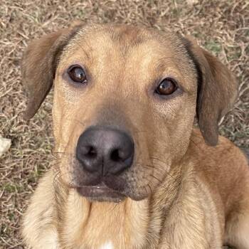 Mixed Breed Dogs Available for Adoption - Gandalf | PetCurious