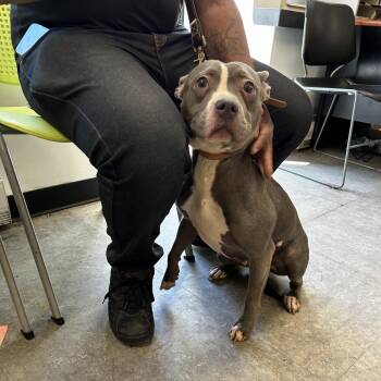 Miracle -  Pit Bull Terrier Dog for Adoption in Philadelphia, Pennsylvania - Miracle | PetCurious