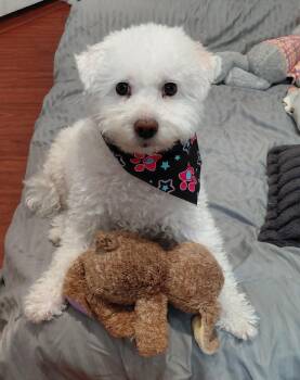 Scarlett -  Bichon Frise Dog for Adoption in Piedmont, California - Scarlett | PetCurious