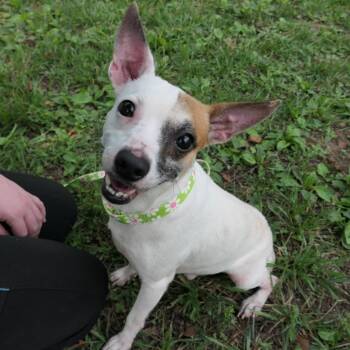 Pirate -  Mixed Breed Dog for Adoption in Mebane, North Carolina - Pirate | PetCurious
