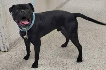 Boxer and Mixed Breed Dogs Available for Adoption in Kansas City, Missouri - Tugboat | PetCurious