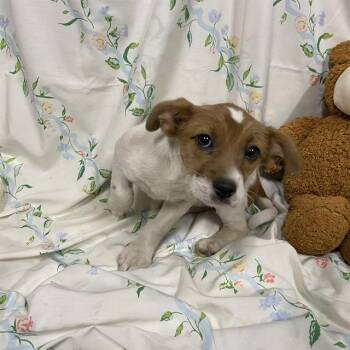 A611240 -  Parson Russell Terrier Dog for Adoption in Modesto, California - A611240 | PetCurious