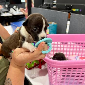 Hirka -  Pit Bull Terrier and Mixed Breed Dog for Adoption in Lake Jackson, Texas - Hirka | PetCurious