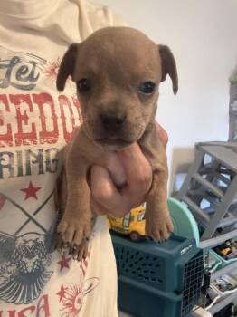 Cocoa -  Dachshund Dog for Adoption in Albuquerque, New Mexico - Cocoa | PetCurious
