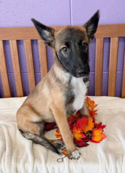 Rescue Shepherd Dogs for Adoption in North Prairie, Wisconsin - **OPIE** | PetCurious