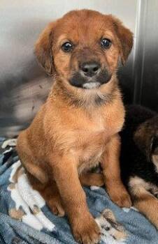 Labrador Retriever and Shepherd Dogs Available for Adoption in Fremont, California - Saffron | PetCurious