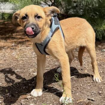 Mimosa -  Labrador Retriever and Mixed Breed Dog for Adoption in East Hampton, New York - Mimosa | PetCurious