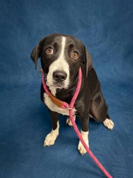 DAISY -  Border Collie and Mixed Breed Dog for Adoption in Peoria, Illinois - DAISY | PetCurious