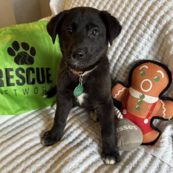 Rescue Mixed Breed Dogs for Adoption in Buffalo, Minnesota - Copy | PetCurious