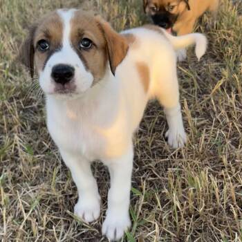 Doti -  Great Pyrenees and Labrador Retriever Dog for Adoption in Sadler, Texas - Doti | PetCurious